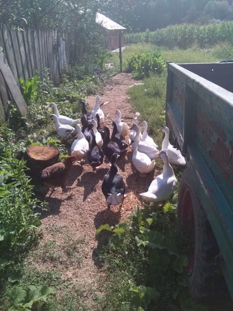  - ratele mele lesesti 2