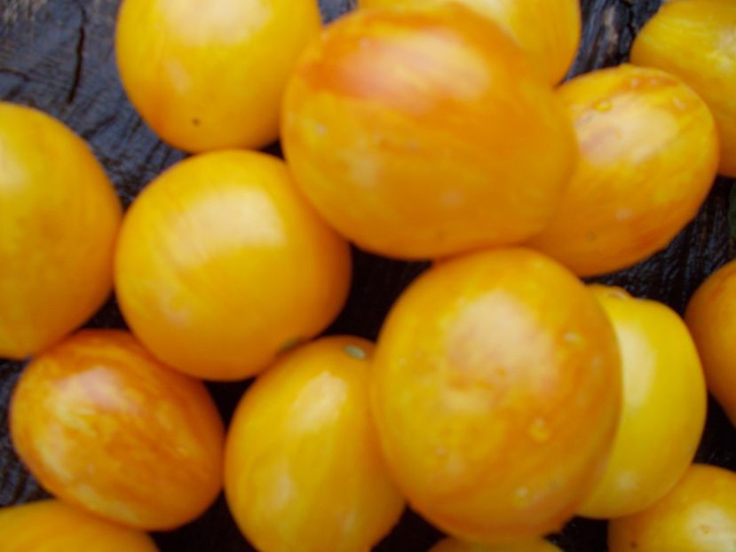  - SEMINTE ROSII - TIGERETTE CHERRY