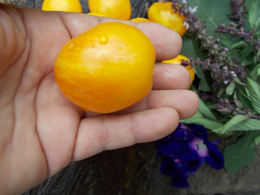  - SEMINTE ROSII - TIGERETTE CHERRY