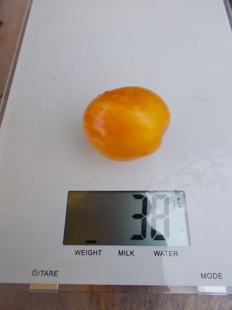  - SEMINTE ROSII - TIGERETTE CHERRY