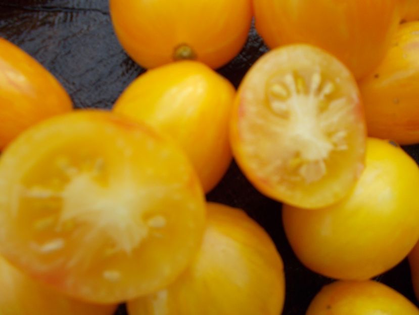  - SEMINTE ROSII - TIGERETTE CHERRY