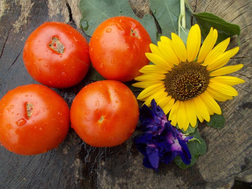  - SEMINTE ROSII - GIANT BELGIUM