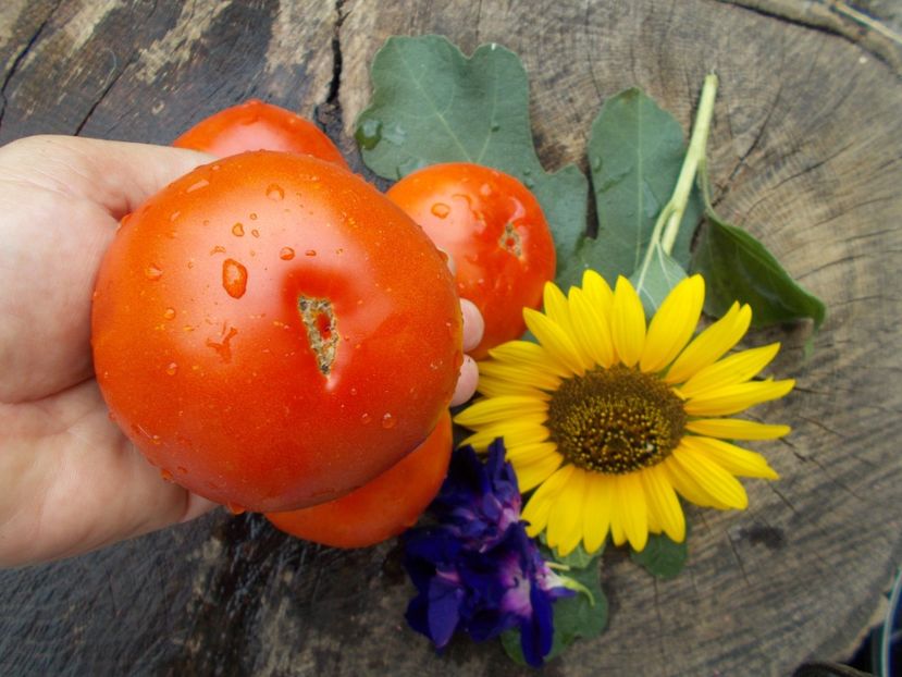  - SEMINTE ROSII - GIANT BELGIUM