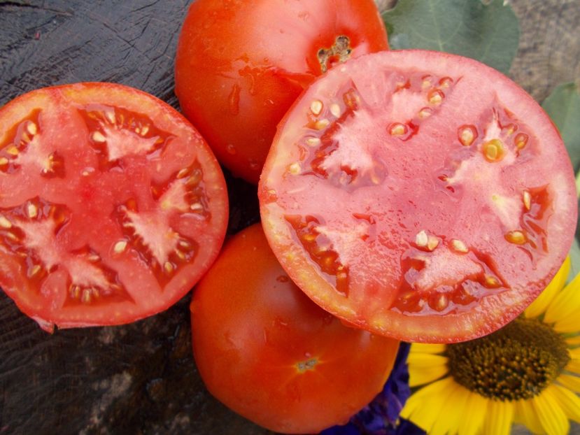  - SEMINTE ROSII - GIANT BELGIUM