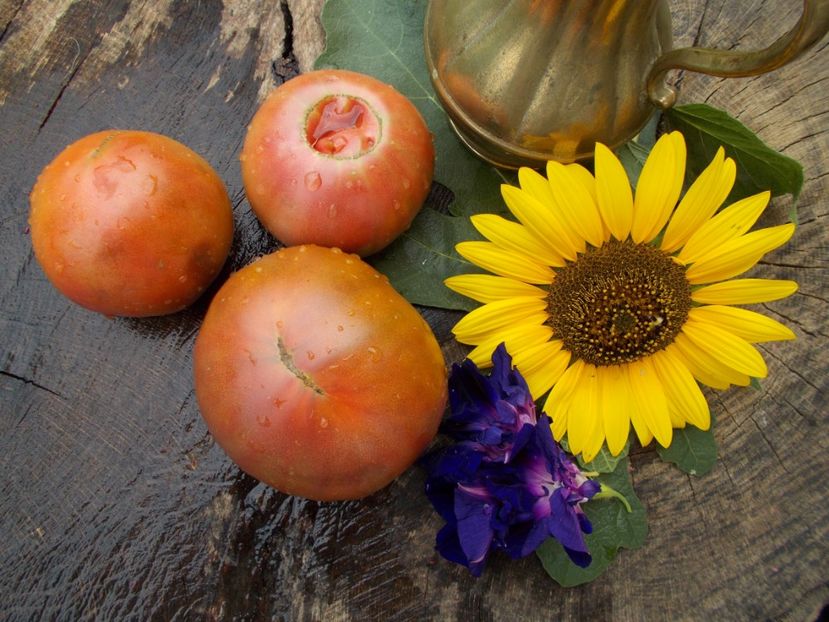  - SEMINTE ROSII - BLACK FROM TULA