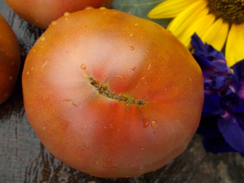  - SEMINTE ROSII - BLACK FROM TULA