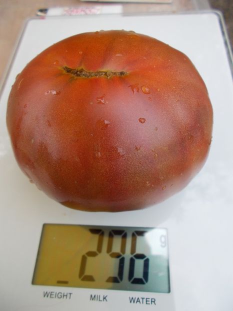  - SEMINTE ROSII - BLACK FROM TULA