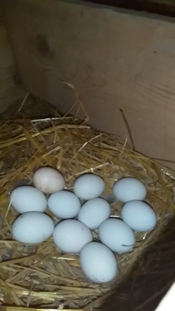  - gainile mele pitice la gramada  3