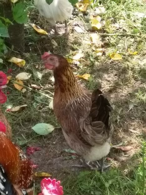  - gainile mele pitice la gramada  3