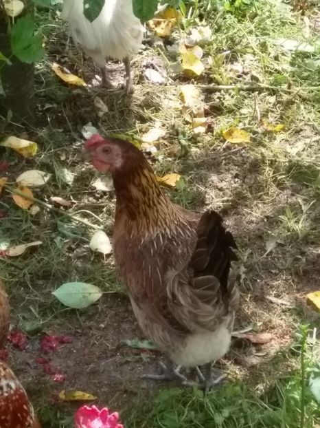  - gainile mele pitice la gramada  3