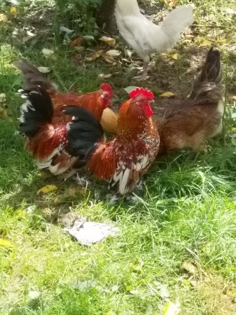 - gainile mele pitice la gramada  3