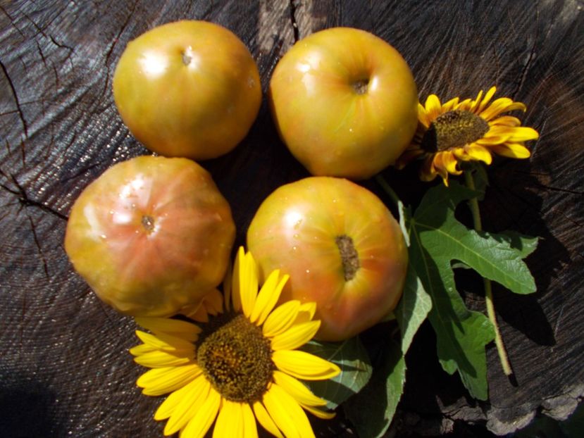  - SEMINTE ROSII - ANANAS NOIRE