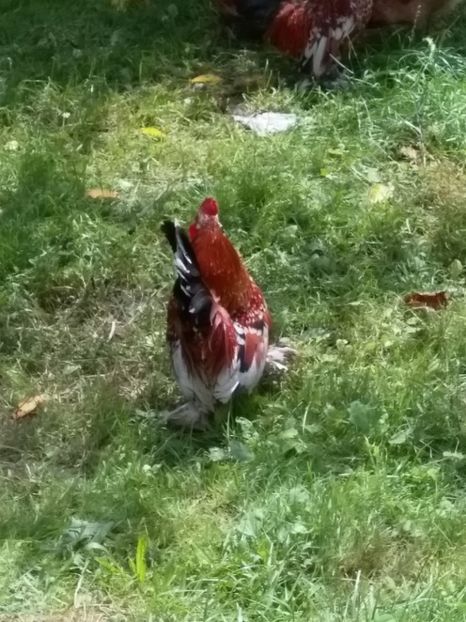  - gainile mele pitice la gramada  3