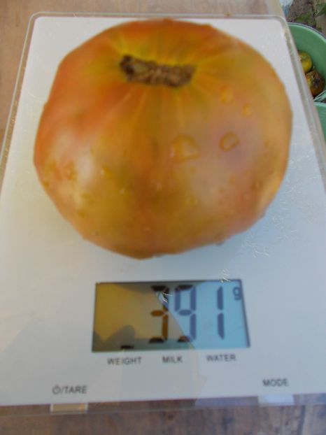  - SEMINTE ROSII - ANANAS NOIRE