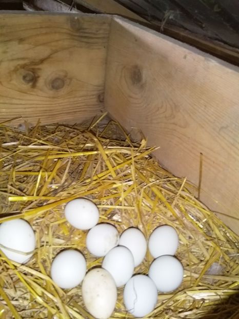  - gainile mele pitice la gramada  3