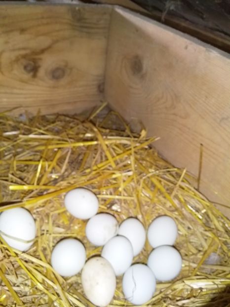  - gainile mele pitice la gramada  3