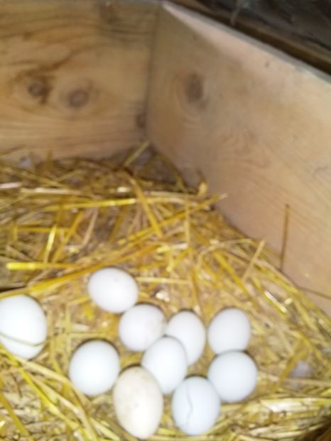  - gainile mele pitice la gramada  3