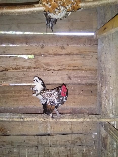  - gainile mele pitice la gramada  3