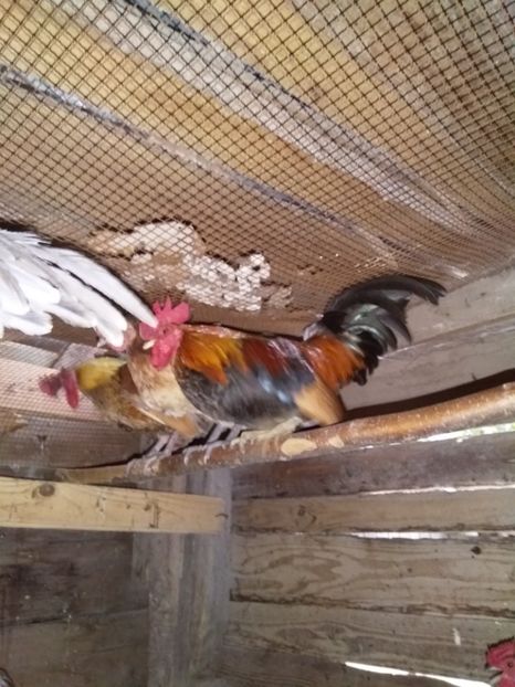  - gainile mele pitice la gramada  3