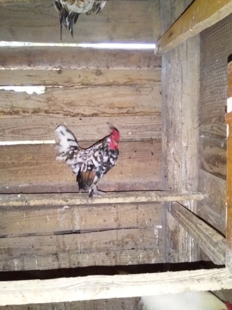  - gainile mele pitice la gramada  3