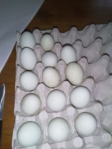  - gainile mele pitice la gramada  3