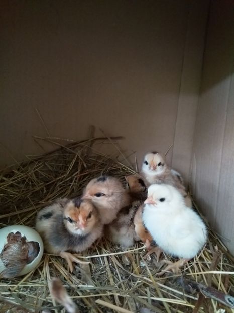  - gainile mele pitice la gramada  3