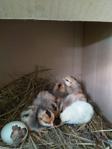  - gainile mele pitice la gramada  3