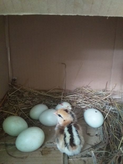  - gainile mele pitice la gramada  3