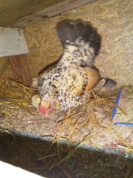  - gainile mele pitice la gramada  3