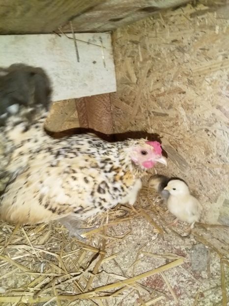  - gainile mele pitice la gramada  3