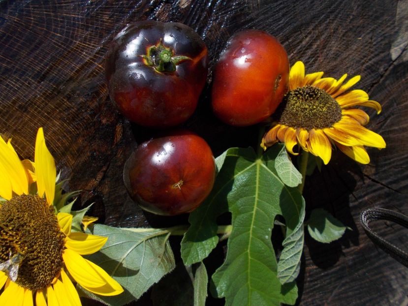  - SEMINTE ROSII - BLUE BAYOU