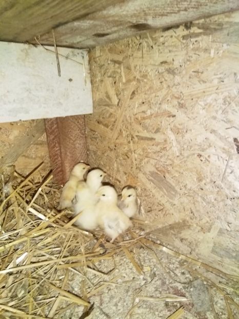  - gainile mele pitice la gramada  3