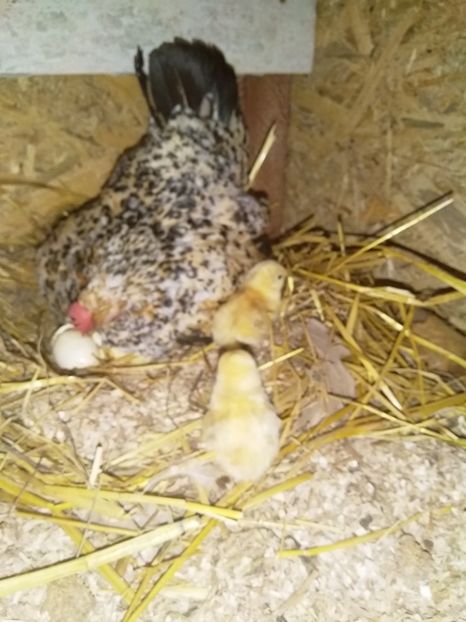  - gainile mele pitice la gramada  3