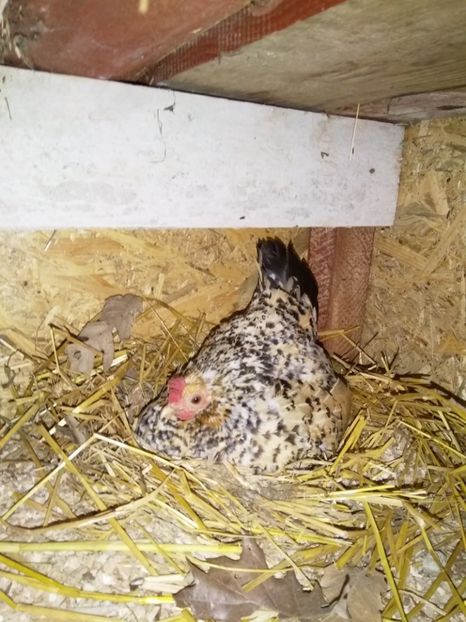  - gainile mele pitice la gramada  3