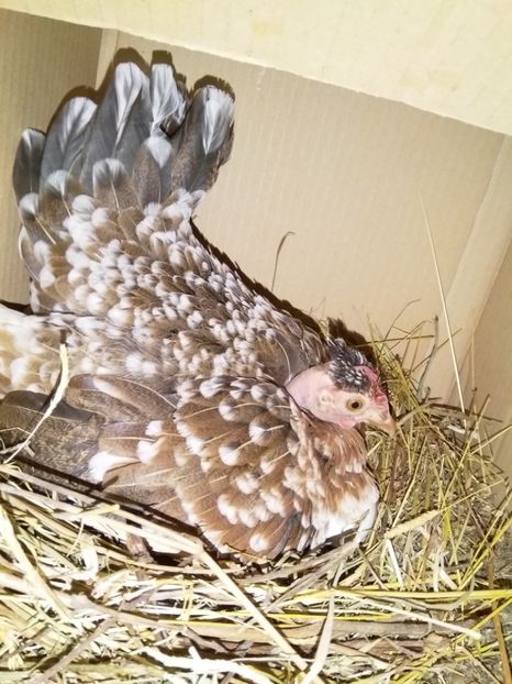  - gainile mele pitice la gramada  3