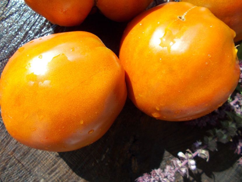  - SEMINTE ROSII - REINHARD CHOCOLATE HEART