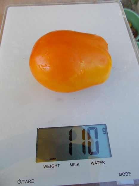  - SEMINTE ROSII - KAKI COING