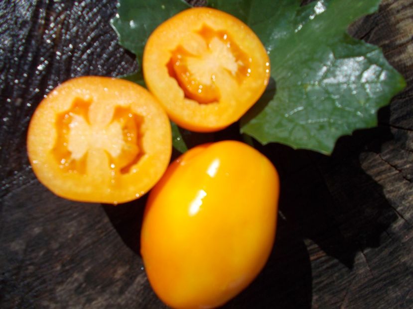  - SEMINTE ROSII - KAKI COING