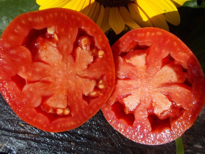  - SEMINTE ROSII - CORNUL CAPREI ROZ