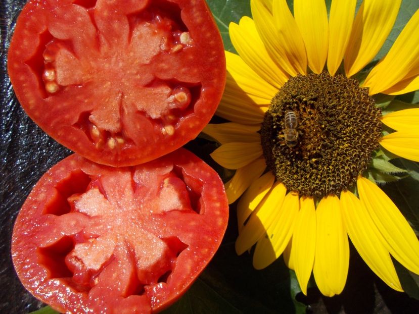  - SEMINTE ROSII - CORNUL CAPREI ROZ