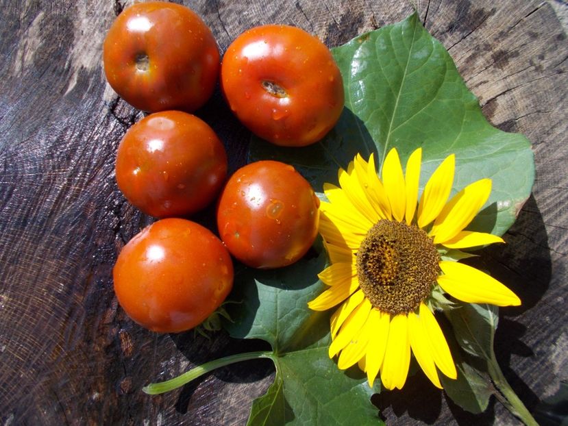  - SEMINTE ROSII - COCKTAIL CHOCOLATE