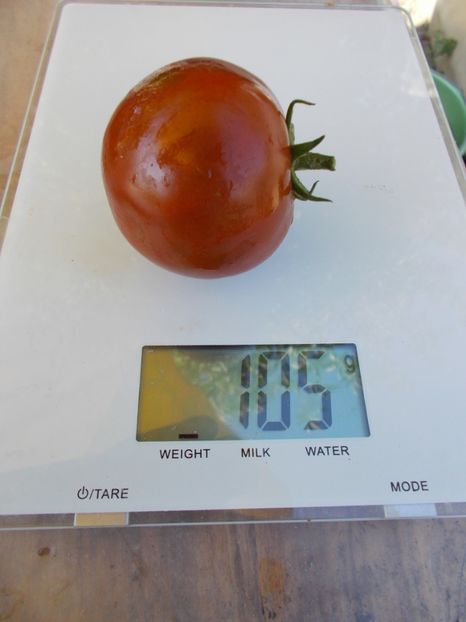  - SEMINTE ROSII - COCKTAIL CHOCOLATE