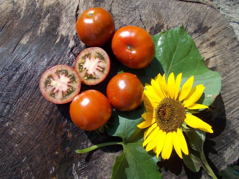  - SEMINTE ROSII - COCKTAIL CHOCOLATE