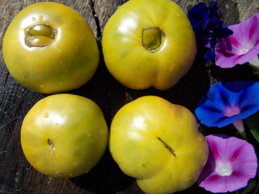  - SEMINTE ROSII - AUNT RUBY S GERMAN GREEN