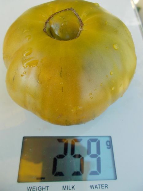  - SEMINTE ROSII - AUNT RUBY S GERMAN GREEN