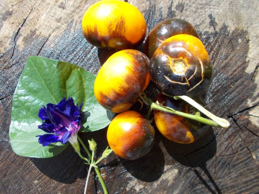  - SEMINTE ROSII - YELLOW DRAGON