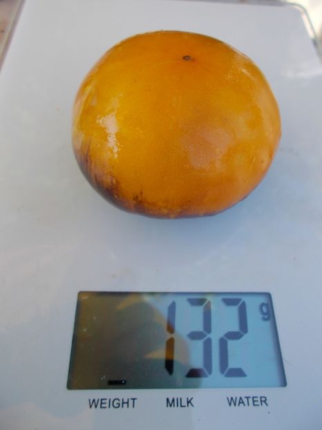  - SEMINTE ROSII - YELLOW DRAGON