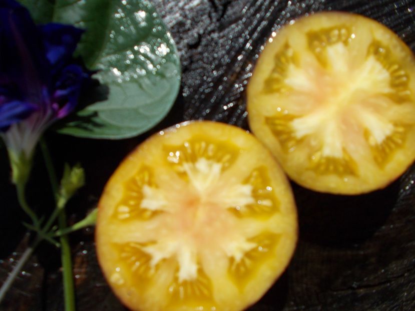  - SEMINTE ROSII - YELLOW DRAGON