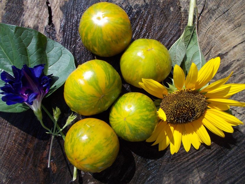  - SEMINTE ROSII - ZEBRA GREEN STRIPE