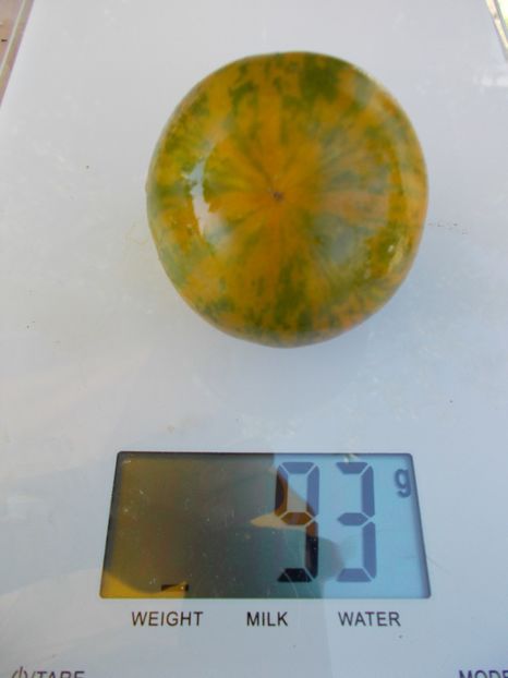  - SEMINTE ROSII - ZEBRA GREEN STRIPE